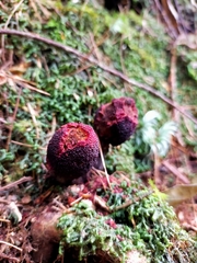 Balanophora yakushimensis