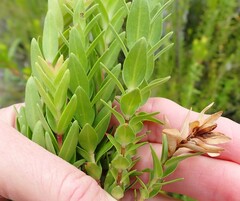 Penaea cneorum gigantea