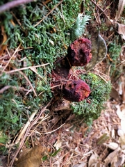 Balanophora yakushimensis