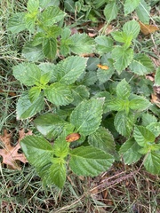 Lantana montevidensis