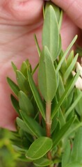 Penaea cneorum gigantea