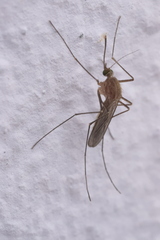 Culiseta longiareolata