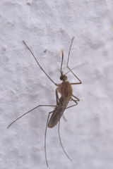 Culiseta longiareolata