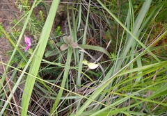 Polygala refracta