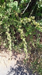 Cryptocarpus pyriformis