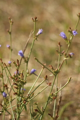 Cichorium intybus