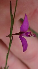 Polygala refracta