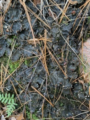 Peltigera canina