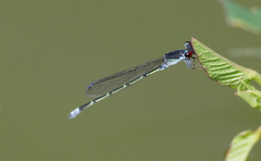 Pseudagrion hamoni