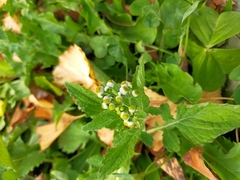 Dichrocephala integrifolia