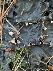 Peltigera canina