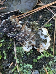 Peltigera canina