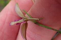 Polygala refracta