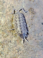 Porcellionides cingendus