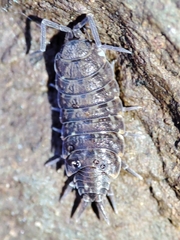 Porcellionides cingendus