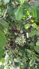 Laguncularia racemosa