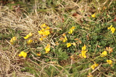 Lotus corniculatus
