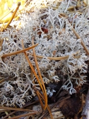 Cladonia arbuscula mitis
