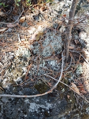 Cladonia arbuscula mitis