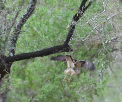 Buteo plagiatus