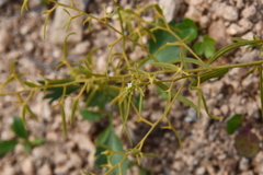 Thesium chinense