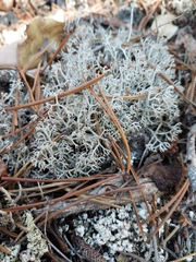 Cladonia arbuscula mitis
