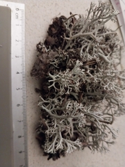 Cladonia arbuscula mitis