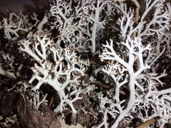 Cladonia arbuscula mitis