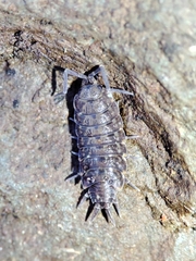 Porcellionides cingendus