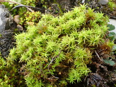 Tortella inclinata