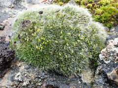 Grimmia orbicularis