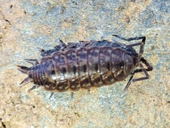 Porcellionides cingendus