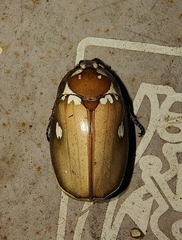 Melolontha maculata