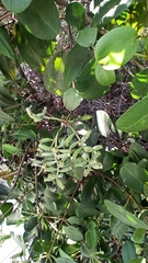 Laguncularia racemosa