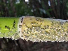 Technomyrmex albipes