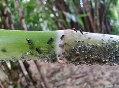 Technomyrmex albipes