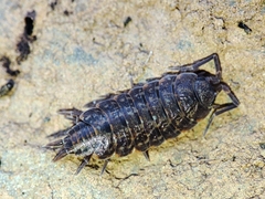 Porcellionides cingendus