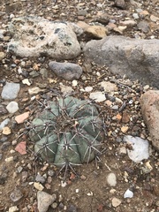 Echinocactus horizonthalonius