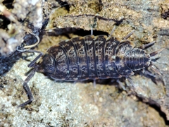 Porcellionides cingendus