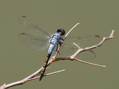 Nesciothemis pujoli