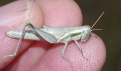 Hypochlora alba