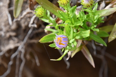 Aster hispidus