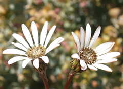 Gerbera sinuata