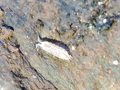 Trichoniscus pygmaeus