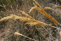 Pentameris macrocalycina