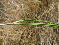 Pentameris macrocalycina