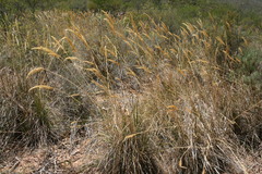 Pentameris macrocalycina