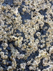 Chthamalus stellatus