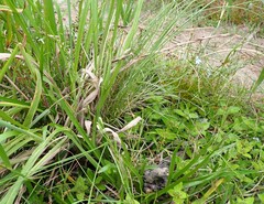 Lobelia flaccida flaccida