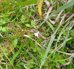 Lobelia flaccida flaccida